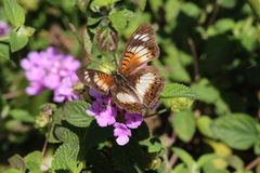 Junonia sophia