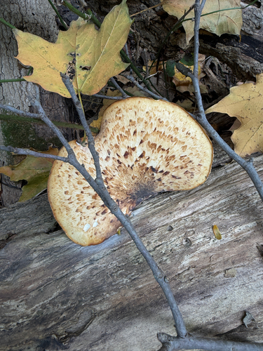 Dryad's Saddle