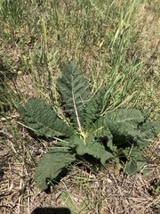 Verbascum pyramidatum