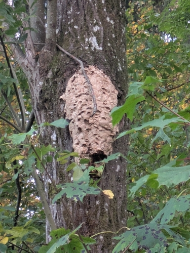European Hornet