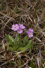 Primula laurentiana