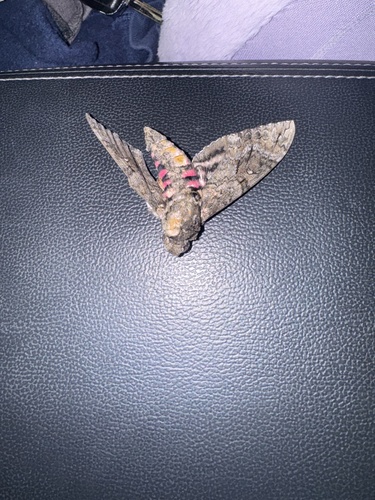 Pink-spotted Hawkmoth