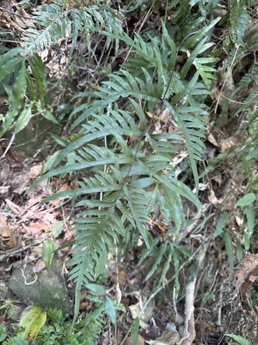 Pteris semipinnata observed 2026-10-11