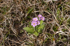 Primula laurentiana