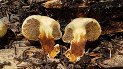 Pholiota nubigena