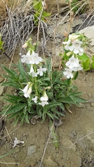Penstemon albidus