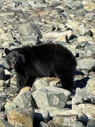Black Bear sighting near Discovery Passage