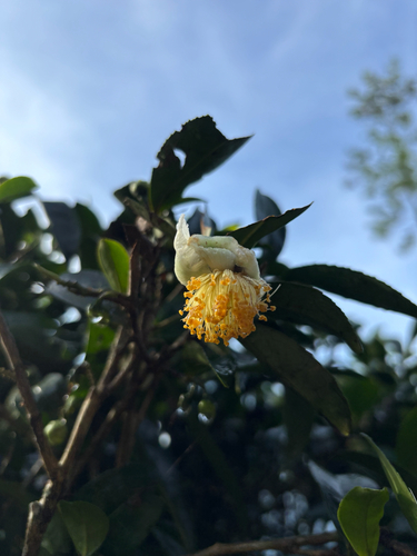tea