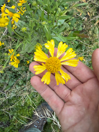 common sneezeweed