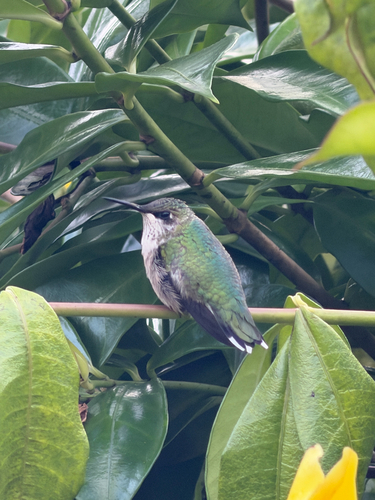 Ruby-throated Hummingbird observed by jspeed74