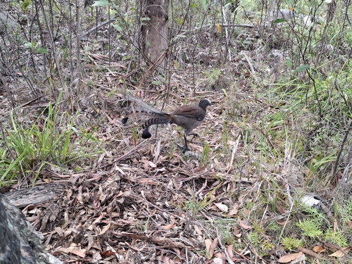 Superb Lyrebird