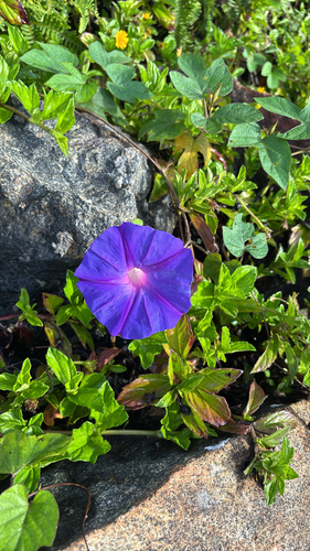 oceanblue morning glory