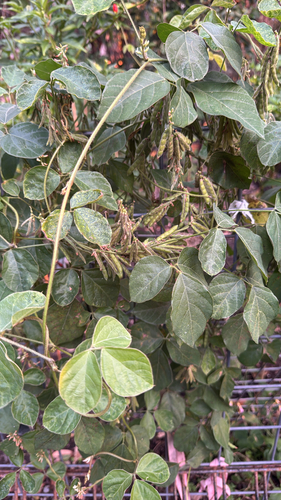 Neonotonia wightii observed 2026-09-17