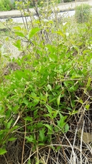 Clematis ligusticifolia