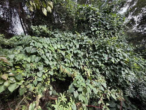 Dioscorea alata observed 2026-10-10