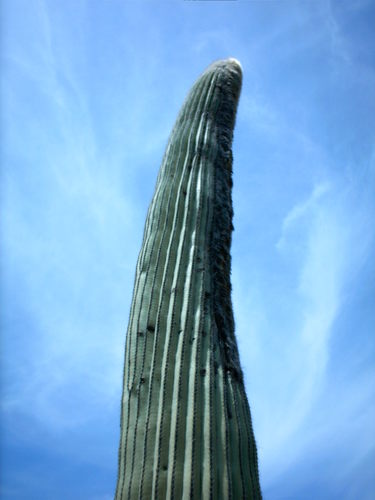Cephalocereus columna-trajani (Cephalocereus columna-trajani)