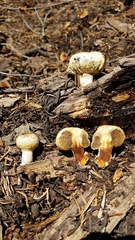 Pholiota nubigena