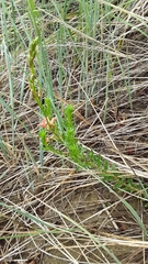 Oenothera suffrutescens
