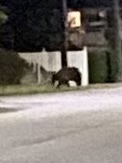 Black Bear sighting near Schubert Dr
