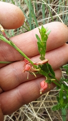 Oenothera suffrutescens