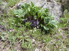 Hydrophyllum alpestre