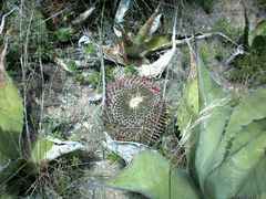 Mammillaria mystax