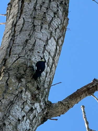 Acorn Woodpecker observed by sankypats