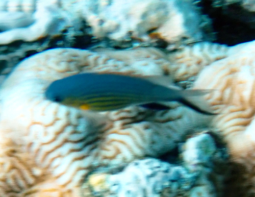 Chromis vanderbilti observed 2026-10-10