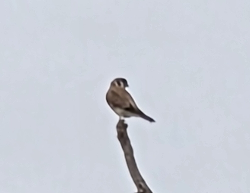 American Kestrel observed by hgl60341