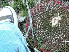 Mammillaria mystax