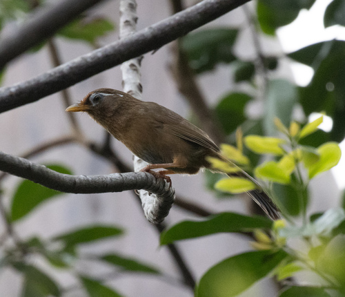 Garrulax canorus observed 2026-10-04