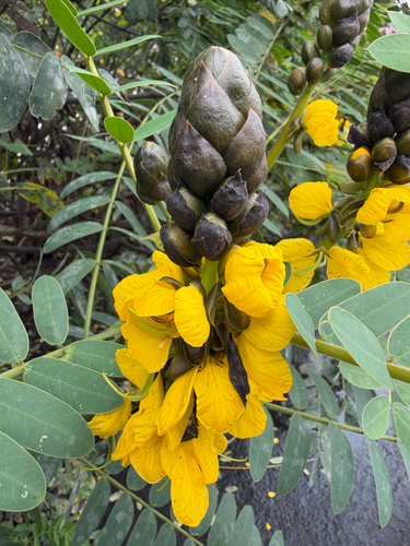 Senna didymobotrya observed 2026-10-10