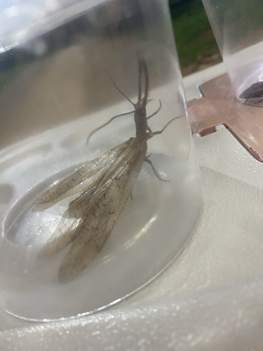 American Dobsonflies