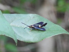 Synanthedon alleri