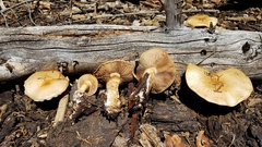 Pholiota olivaceophylla