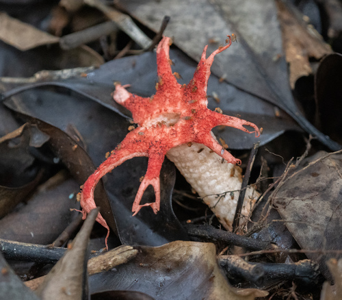 Aseroe rubra observed 2026-10-04