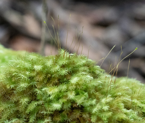 Pyrrhobryum spiniforme observed 2026-10-04