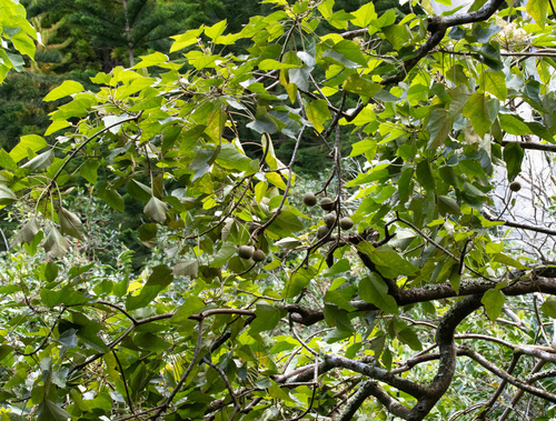 Aleurites moluccanus observed 2026-10-04