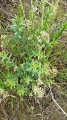 Comandra umbellata