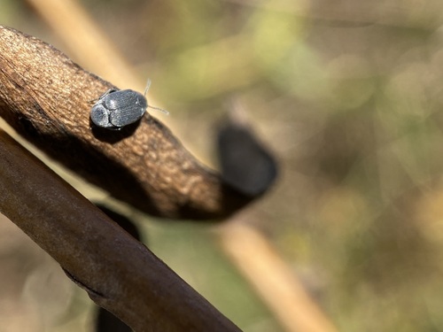 Pruinose Bean Weevil