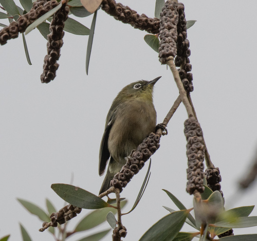 Zosterops japonicus observed 2026-10-04