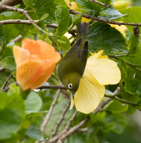 Zosterops japonicus observed 2026-10-04