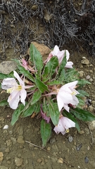 Oenothera cespitosa