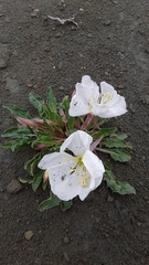 Oenothera cespitosa