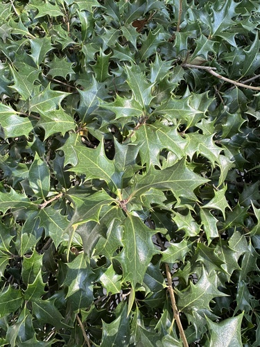 Osmanthus heterophyllus observed 2026-10-11