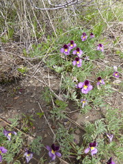 Viola beckwithii