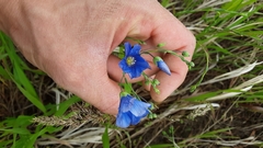 Linum lewisii