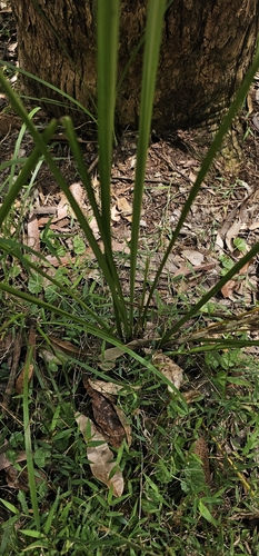 Gymnostachys anceps, 2026-10-11