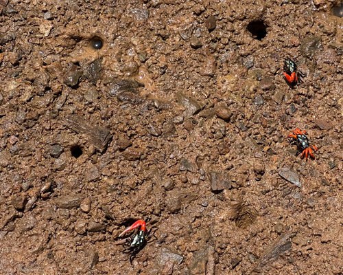 Paraleptuca crassipes observed 2026-10-10