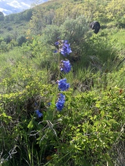 Penstemon cyananthus